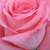 Rose - Rosiers hybrides de thé - Bel Ange®